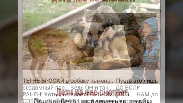 Приют Котопес не обижайте животных