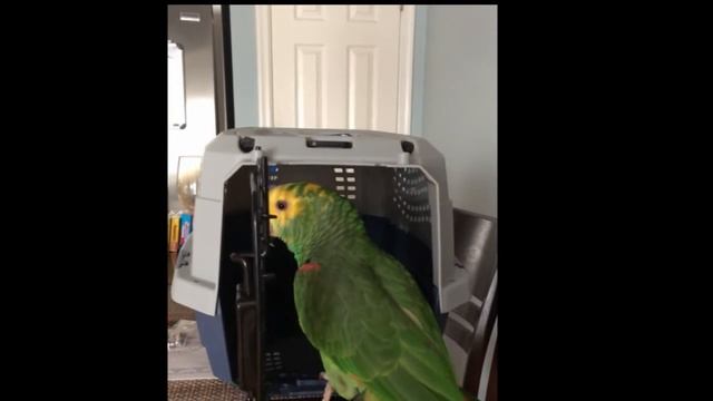 Iris the Amazon Parrot prepares for travel | flies first class