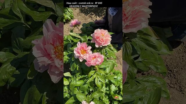 Пион Heavenly Masterpiece. Цветение 2022 года / Сад Ворошиловой