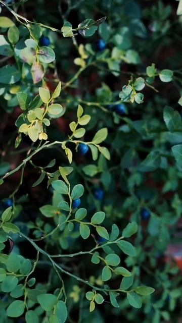 🫐 #blueberry #blueberries #forest #черника #лес #прогулкавлесу