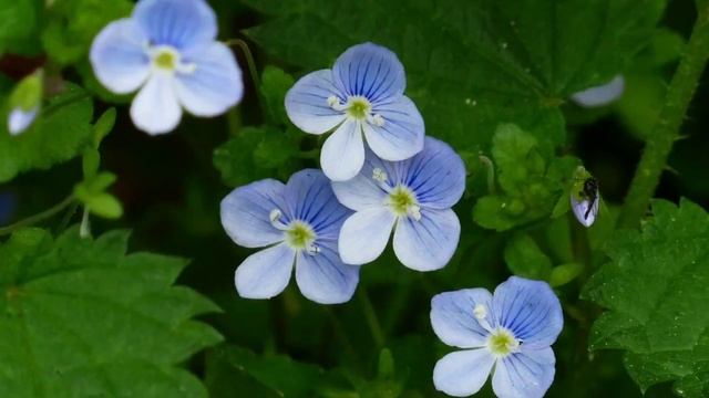PLANTA LUMINARIA🌱EUFRASIA🌱BENEFICIOS HIERBA DE LOS MIOPES🌱