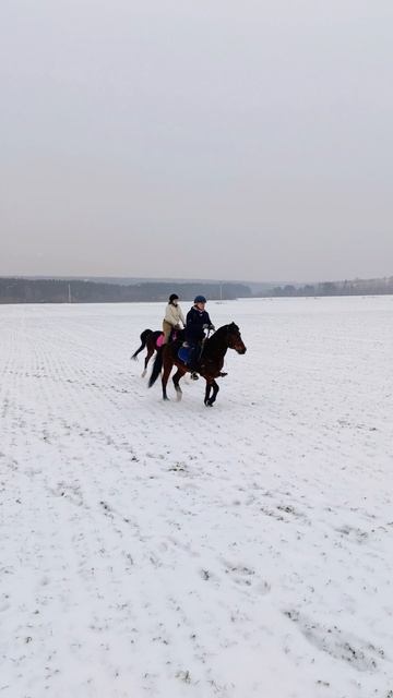 Саша и Аквилон, Олеся и Флейта выезд в поля. #horse #equestrian #лошади #pony
