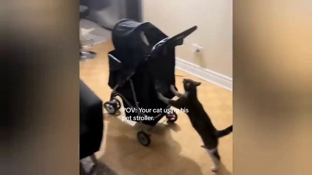 КОШКИ. Самые забавные и непредсказуемые животные