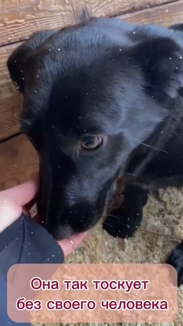 Бусинка из приюта в добрые руки / Москва