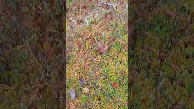 Клюква на болоте в Ленинградской обл. Октябрь 2022