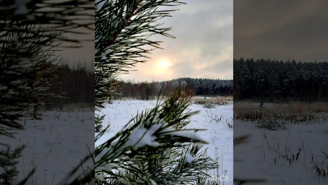 15-02-2025 утренняя прогулка (продолжение)