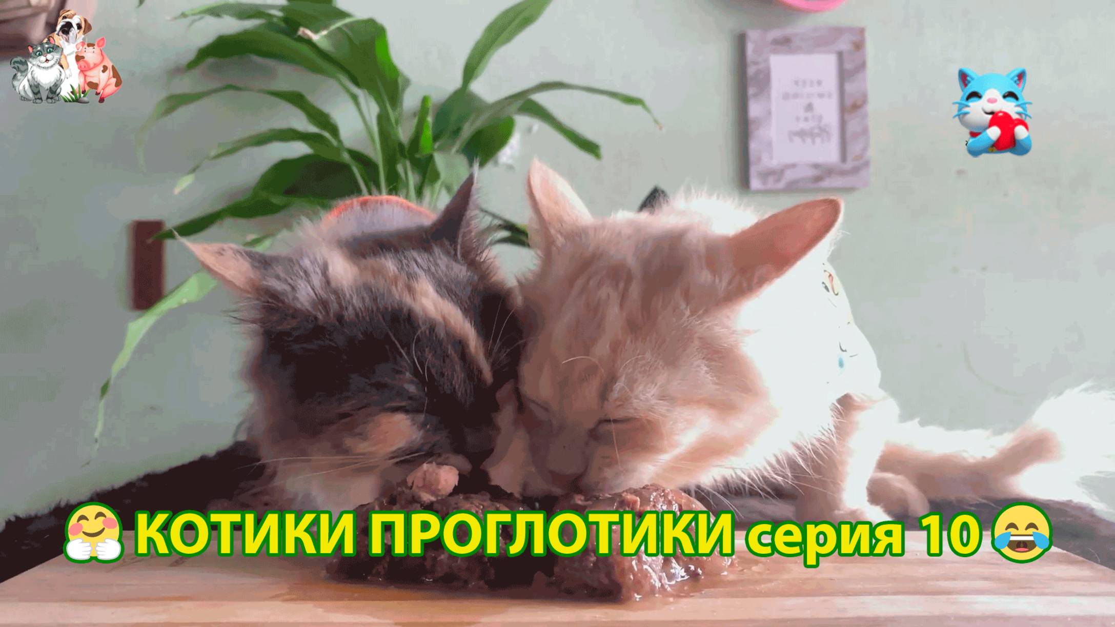 Котики-проглотики растут будущие птицеводы 🐈🐈⬛😹 эпизод (10)