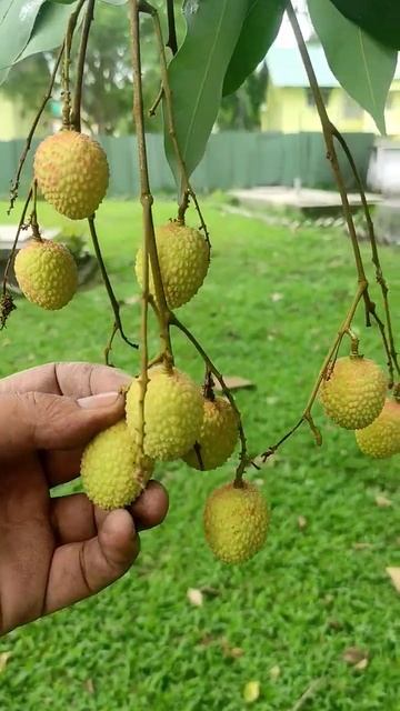 Lichi fruit