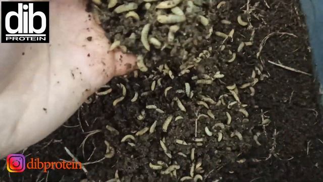 Выращивание львинки на курином помёте