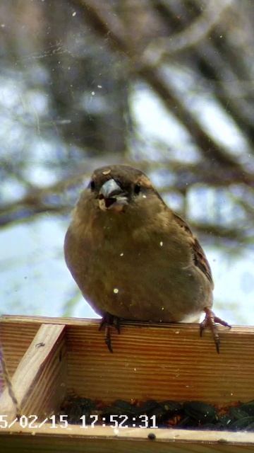 Домовая воробьиха появилась
