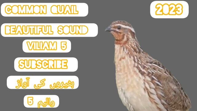 бедана batair ki awaz quil sound morning and night hunting بٹیروں کی آواز صبح رات والی والیم