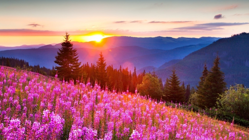 как сплести вишенки🍒 из резиночек.😀