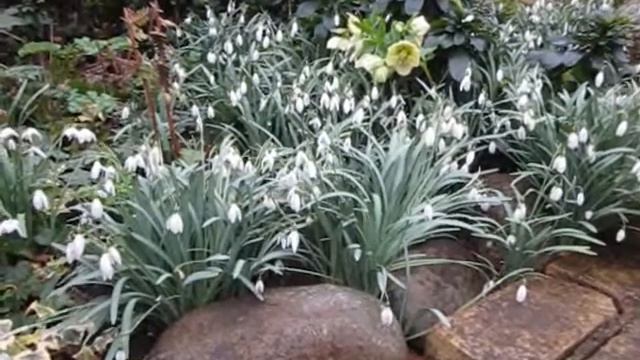 dance of the snowdrops