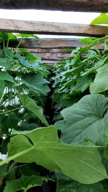 БЮДДЕТНО БЕЗ ХИМИИ ОГУРЦЫ КУРАЖ У ЗАБОРА 🥒🌿💯❤️...