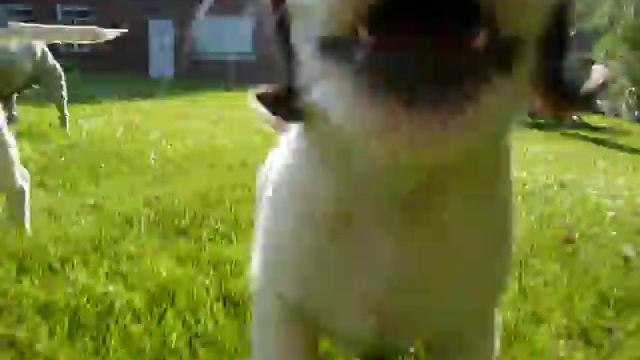 Jack Russells in de tuin