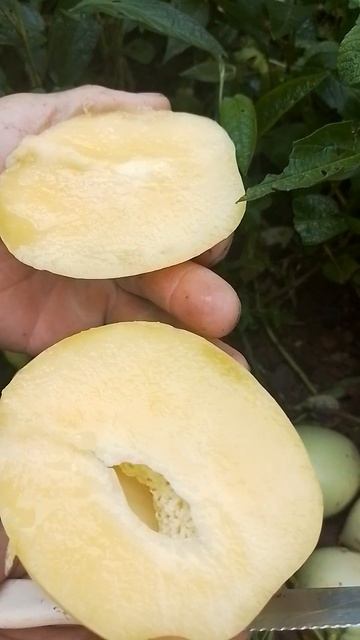 Esse melão pode plantar até em vaso - frutas