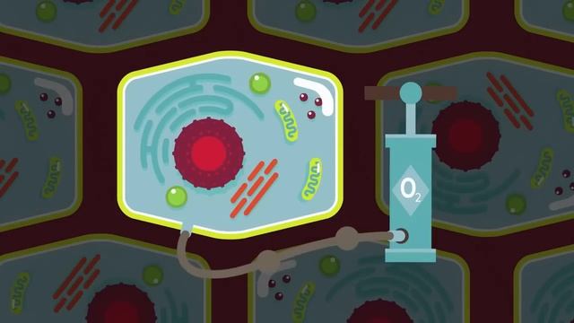 OxyHealth: Кислородные барокамеры (часть 2)