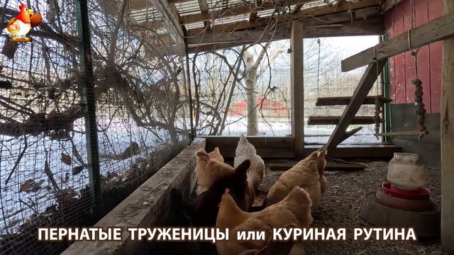 Куры несушки свободного выгула и их обычная куриная рутина – эпизод (31)