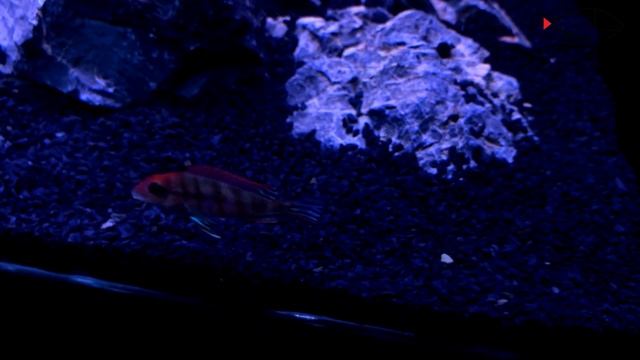EXOTIC CICHLID FOR SALE | GEOPHAGUS - RED HEAD TAPAJOS |  CHENNAI AQUARIUM STORE