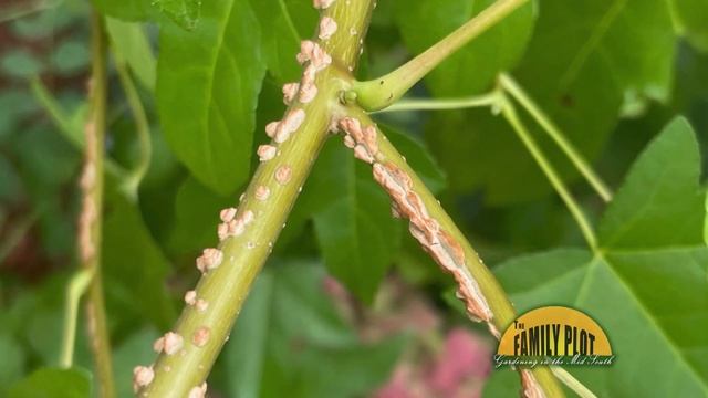 Q&A – What is this volunteer tree in my garden? A: Sweet Gum