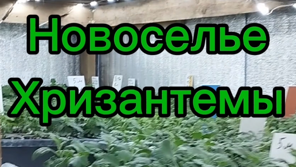 🪴Хризантемы переехали в череночник!