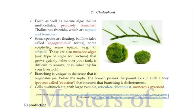Lecture 14 | Ulva and Cladophora Life Cycle (Chlorophyceae) | Algae Lecture Notes