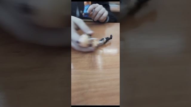 КОШКИ ПРОТИВ СОБАК ЧТО ЖЕ ТУТ БУДЕТ?😱