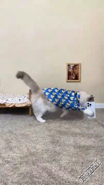 сборочка котиков