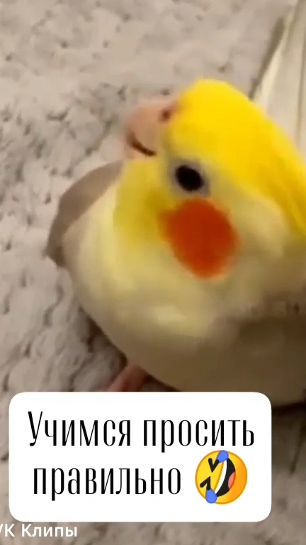scene_output.mp4