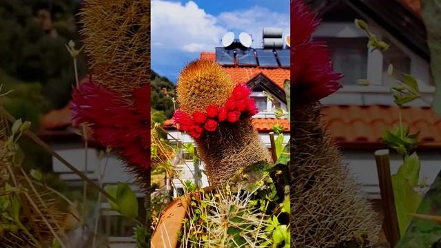 суккуленты и кактусы на балконе