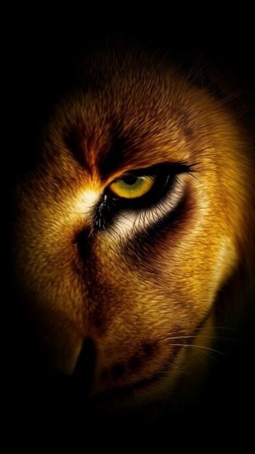 EYES_OF_THE_LION_SHORTS#short