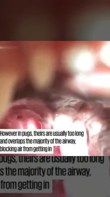 97% pugs need surgery to breathe