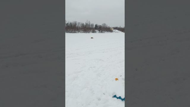 Шиша впервые на рыбалке зимой.