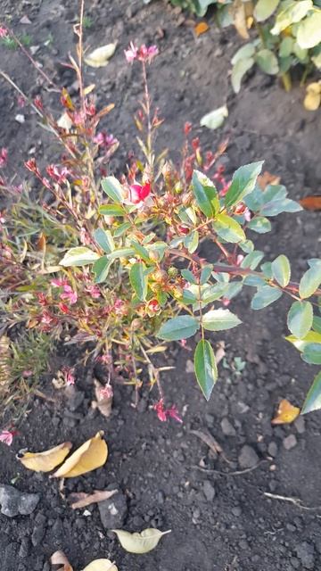 Почвопокровная розочка Фея в красном.