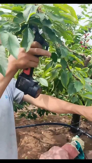 Prune Cherry Tree Branch In Summer !