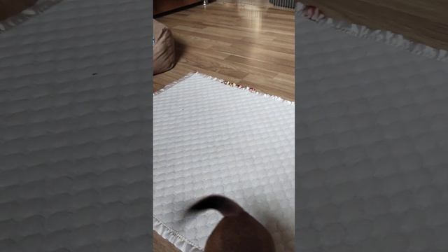 Цвергпинчер! Малыши потихоньку подрастают.