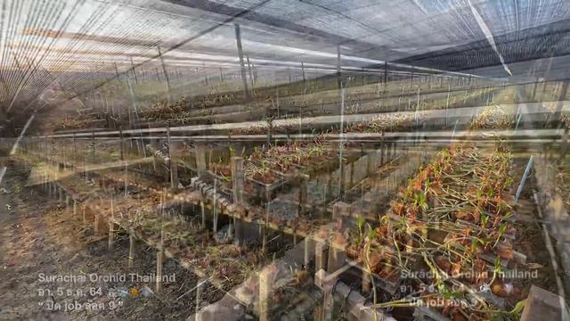 S.V. Flora Thai Orchid Co.,Ltd 🇹🇭🌸✈️