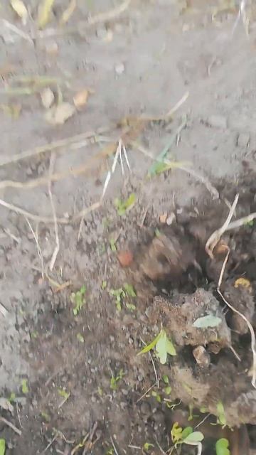 картошка после чеснока.. посадила после Петра и Павла..