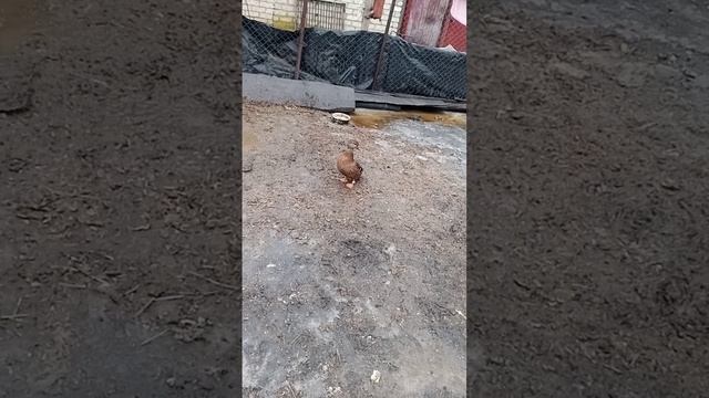Смотрины подсадных уточек 2