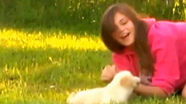 Golden Retriever puppy Wilsonia Lady Jasmine 6 wks meeting new friend.