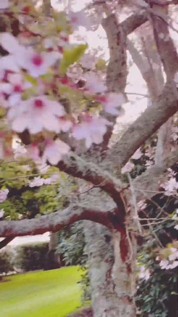 Cherry Blossoms photoshoot🌸, Auckland #cherryblossom