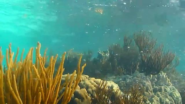 Grand Cayman Reef Soundscape - Sit Back And Relax Musical Meditation