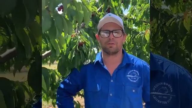 2023 Ballinaclash Cherry Seasonal Update