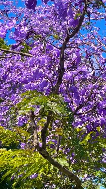 Jacaranda Exotic tree Argentina #nature