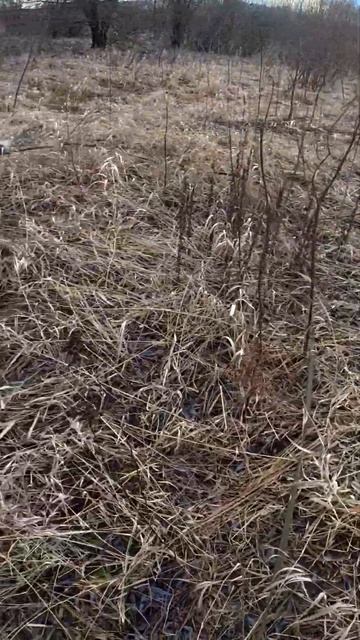 С хаски Диком в братеевской пойме)