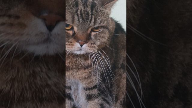 мой котик