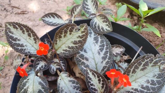 SAIBA COMO CULTIVAR EPISCIA CUPREATA LACINHO DE AMOR TAPETE DE RAINHA EM VASOS