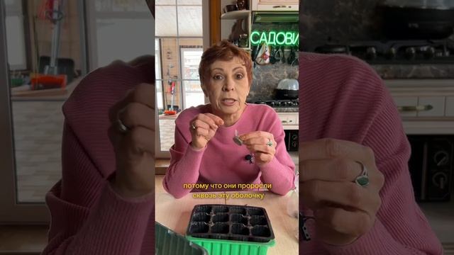 Пора сажать перцы!