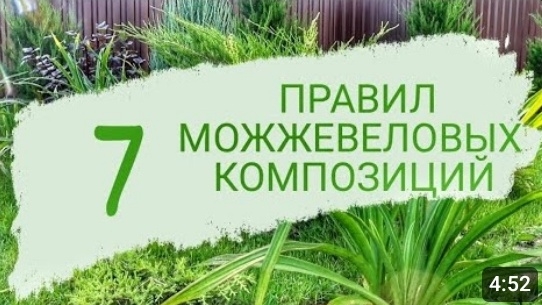 МОЖЖЕВЕЛОВЫЕ КОМПОЗИЦИИ В МОЁМ САДУ. 4.09.2023г. БЕЛАРУСЬ, ГОМЕЛЬСКАЯ ОБЛАСТЬ