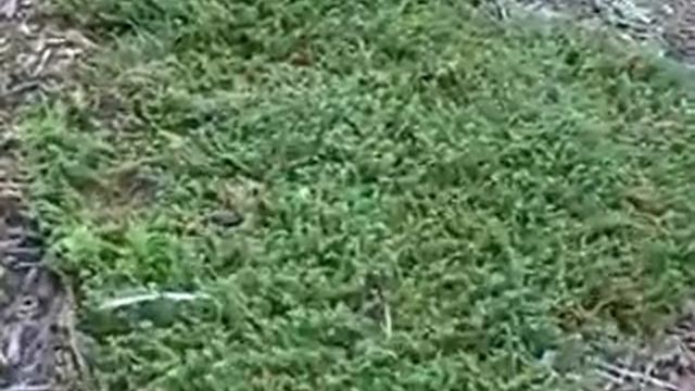 Lawn replacement Plants Report